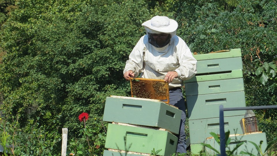 pszczelarstwo, pszczelarz, hodowla pszczół